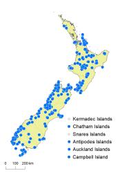 Phlegmariurus varius distribution map based on databased records at AK, CHR & WELT.
 Image: K.Boardman © Landcare Research 2019 CC BY 4.0